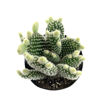 Load image into Gallery viewer, Cactus, 9cm, O. microdasys albata &#39;Angel Wings&#39; - Floral Acres Greenhouse &amp; Garden Centre
