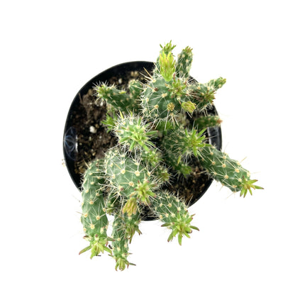 Cactus, 9cm, Cylindropuntia 'Mini Cholla' - Floral Acres Greenhouse & Garden Centre