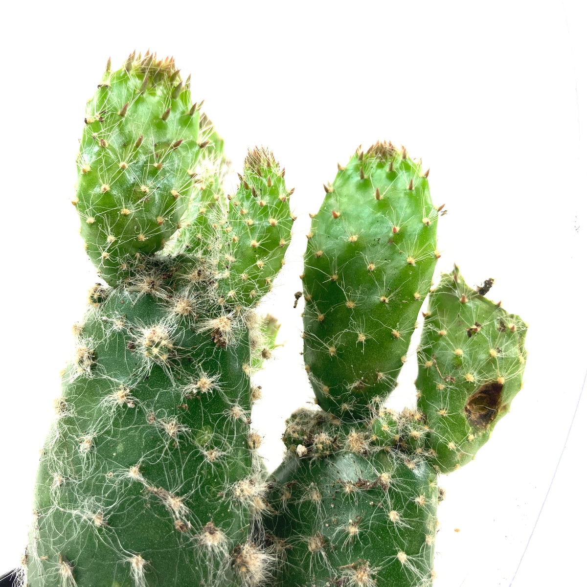 Cactus, 9cm, Opuntia Prickly Pear 'Snow' - Floral Acres Greenhouse & Garden Centre