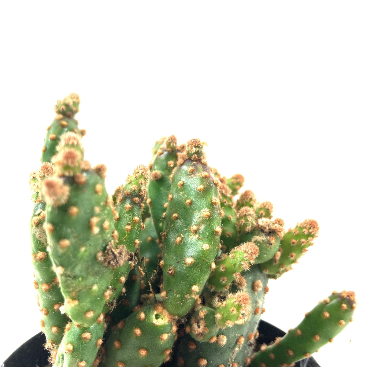Cactus, 9cm, Opuntia Rufida Minima Montrose - Floral Acres Greenhouse & Garden Centre