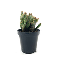 Cactus, 9cm, Opuntia Rufida Minima Montrose - Floral Acres Greenhouse & Garden Centre