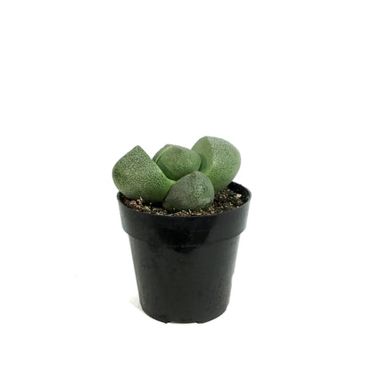 Succulent, 2in, Split Rocks