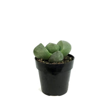 Load image into Gallery viewer, Succulent, 2in, Split Rocks
