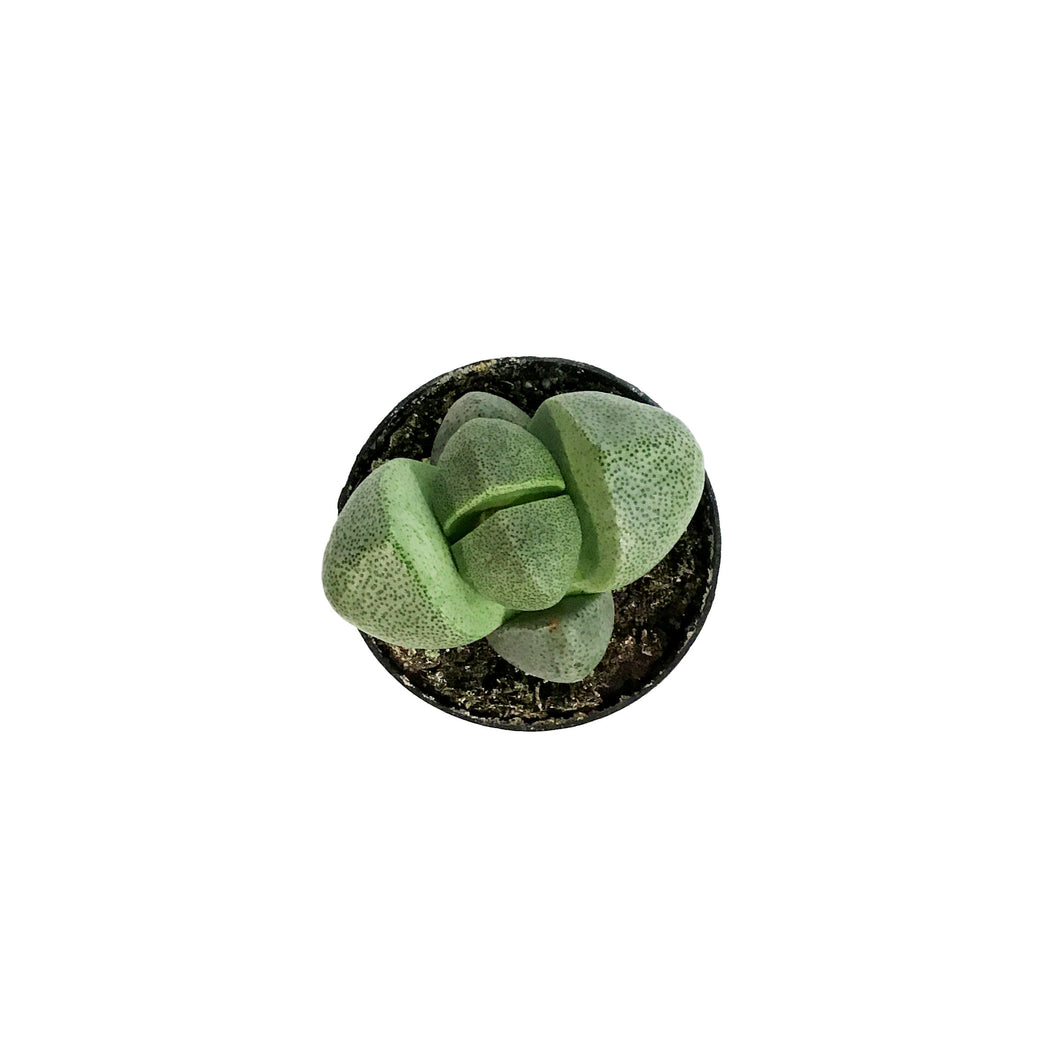 Succulent, 2in, Split Rocks