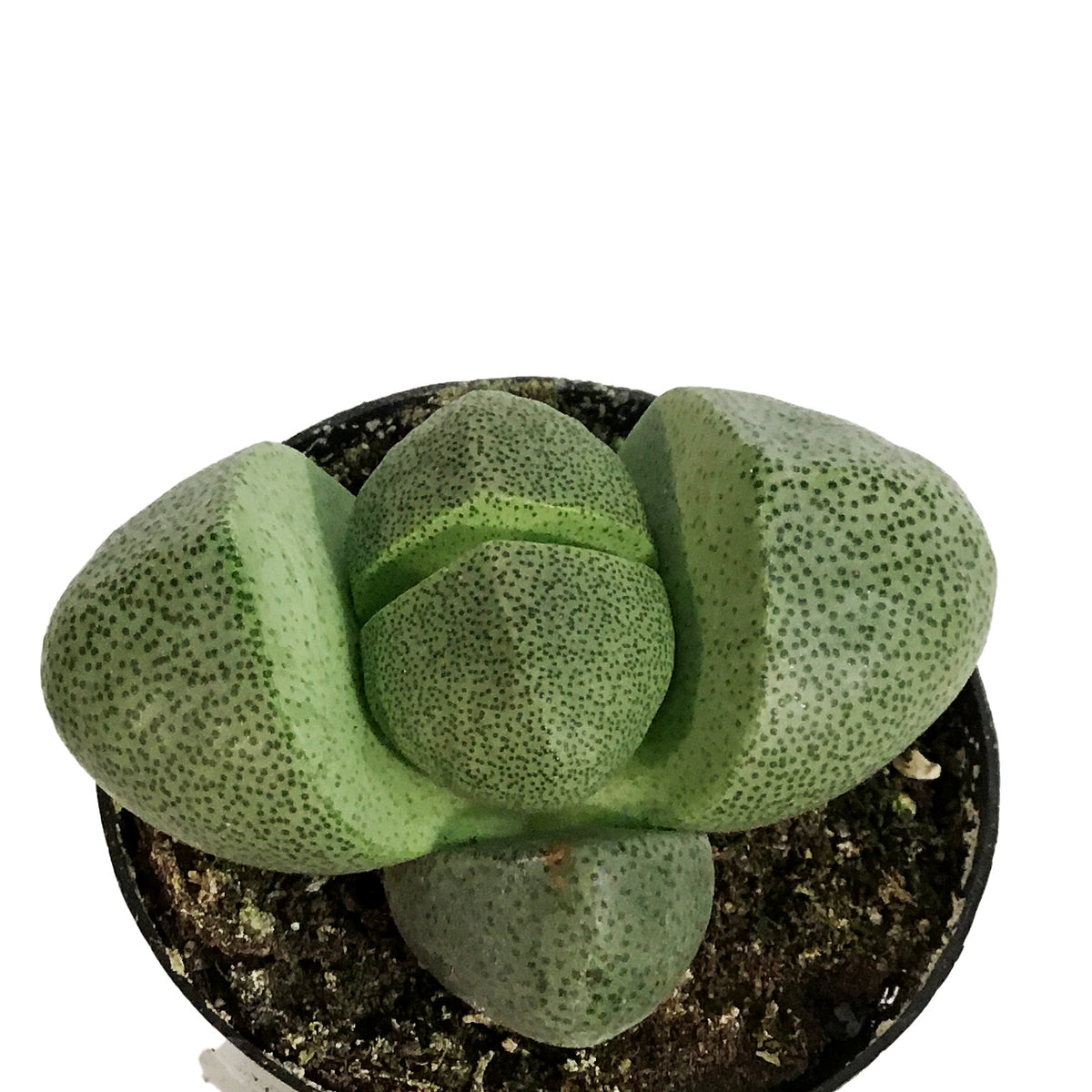Succulent, 2in, Split Rocks