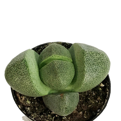 Succulent, 2in, Split Rocks