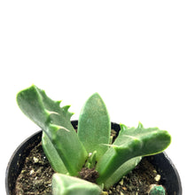 Load image into Gallery viewer, Succulent, 2in, Tiger Jaws - Floral Acres Greenhouse &amp; Garden Centre
