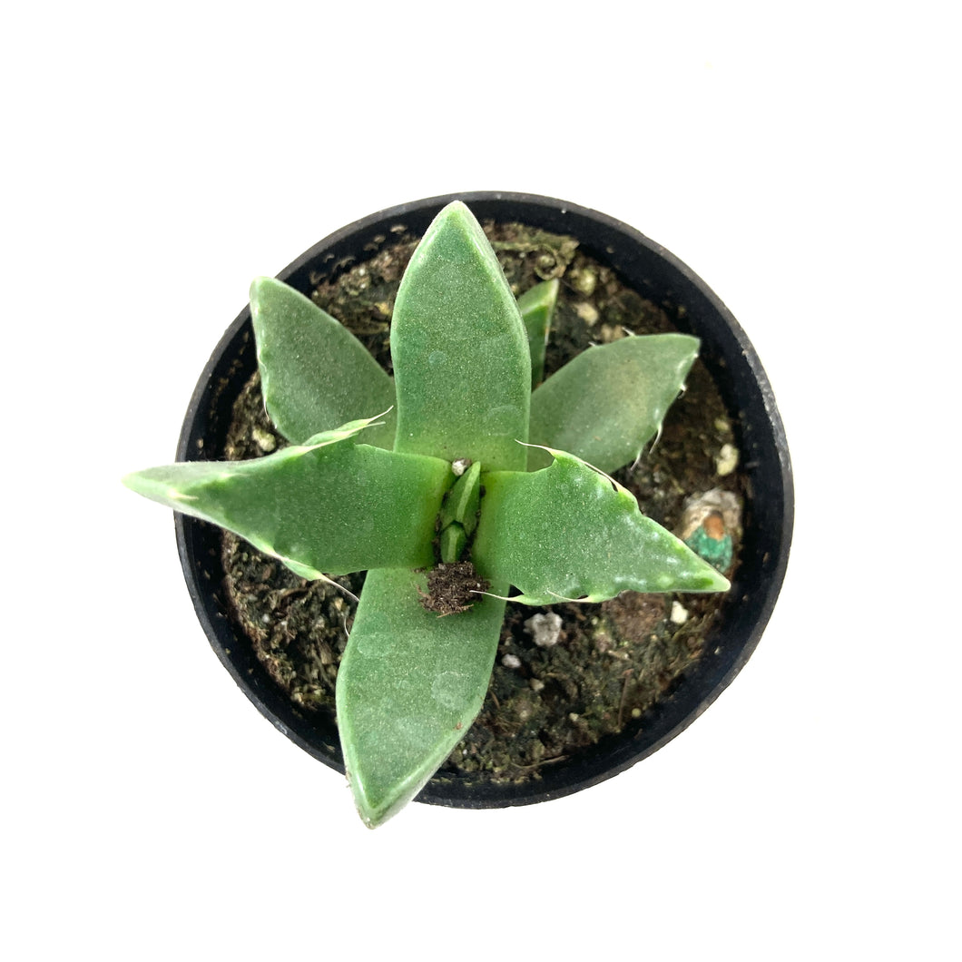Succulent, 2in, Tiger Jaws - Floral Acres Greenhouse & Garden Centre