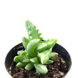 Succulent, 2in, Variegated Tiger Jaws - Floral Acres Greenhouse & Garden Centre