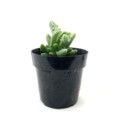 Succulent, 2in, Variegated Tiger Jaws - Floral Acres Greenhouse & Garden Centre