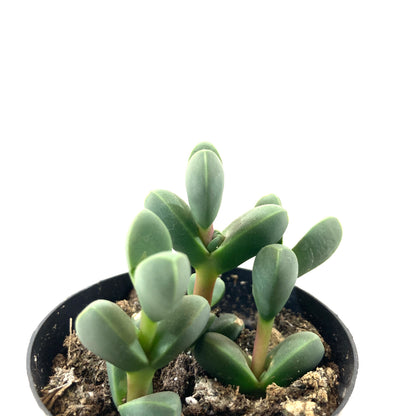 Succulent, 2in, Beads Lampranthus - Floral Acres Greenhouse & Garden Centre