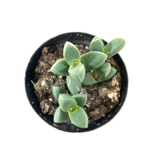 Load image into Gallery viewer, Succulent, 2in, Beads Lampranthus - Floral Acres Greenhouse &amp; Garden Centre
