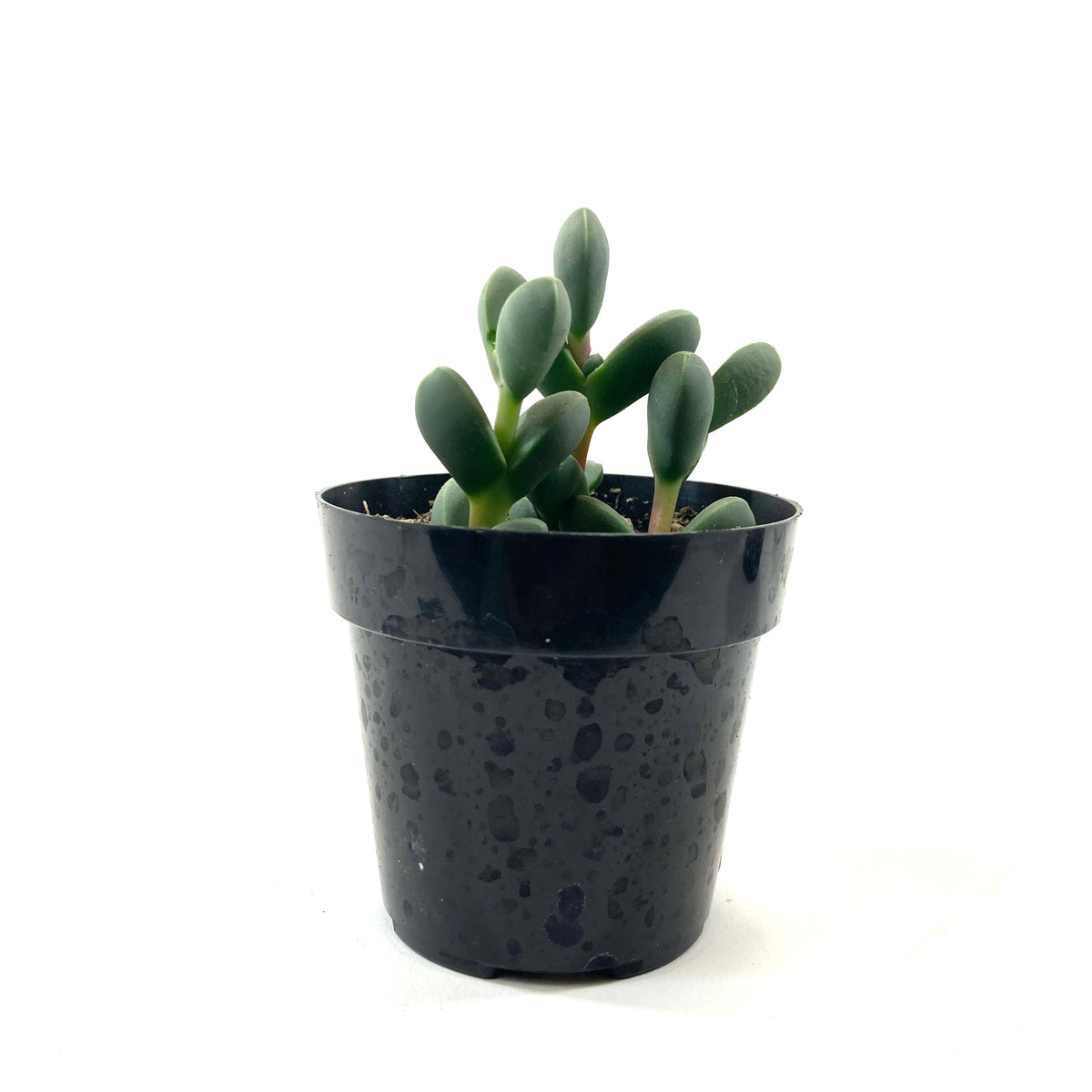 Succulent, 2in, Beads Lampranthus - Floral Acres Greenhouse & Garden Centre