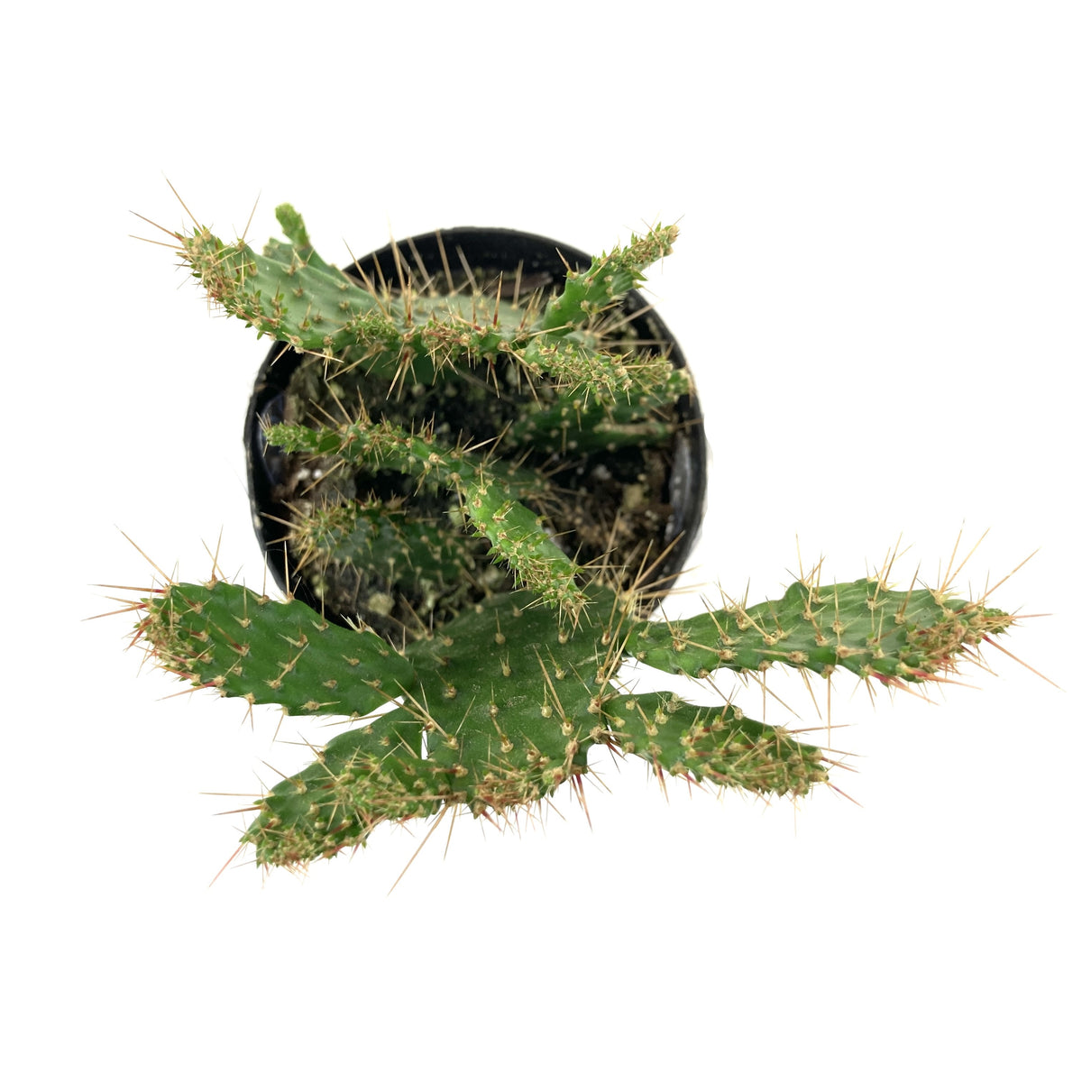 Cactus, 9cm, Consolea falcata 'Caribbean Tree' - Floral Acres Greenhouse & Garden Centre