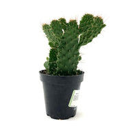 Cactus, 9cm, Consolea falcata 'Caribbean Tree' - Floral Acres Greenhouse & Garden Centre