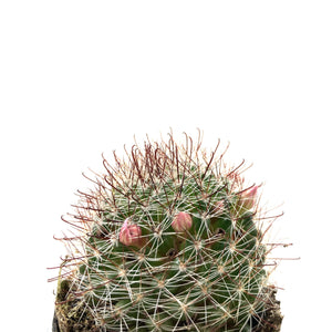 Cactus, 2.5in, Mammillaria Zeilmanniana Pink Crown - Floral Acres Greenhouse & Garden Centre