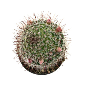 Cactus, 2.5in, Mammillaria Zeilmanniana Pink Crown - Floral Acres Greenhouse & Garden Centre