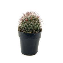 Load image into Gallery viewer, Cactus, 2.5in, Mammillaria Zeilmanniana Pink Crown - Floral Acres Greenhouse &amp; Garden Centre
