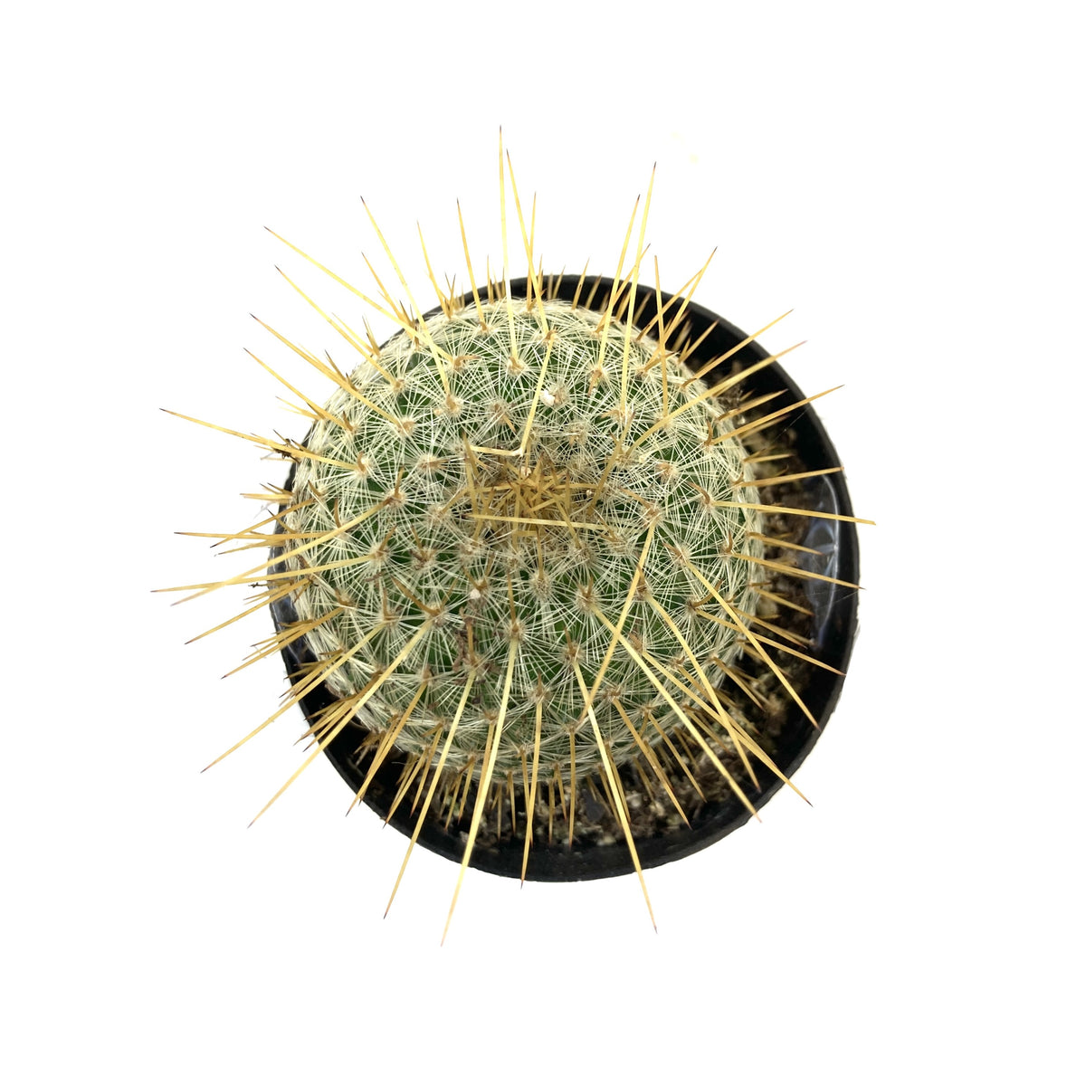 Cactus, 2.5in, Golden Pincushion - Floral Acres Greenhouse & Garden Centre
