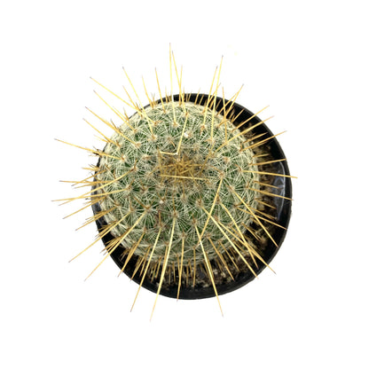 Cactus, 2.5in, Golden Pincushion - Floral Acres Greenhouse & Garden Centre