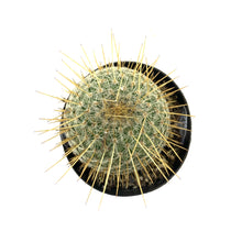 Load image into Gallery viewer, Cactus, 2.5in, Golden Pincushion - Floral Acres Greenhouse &amp; Garden Centre
