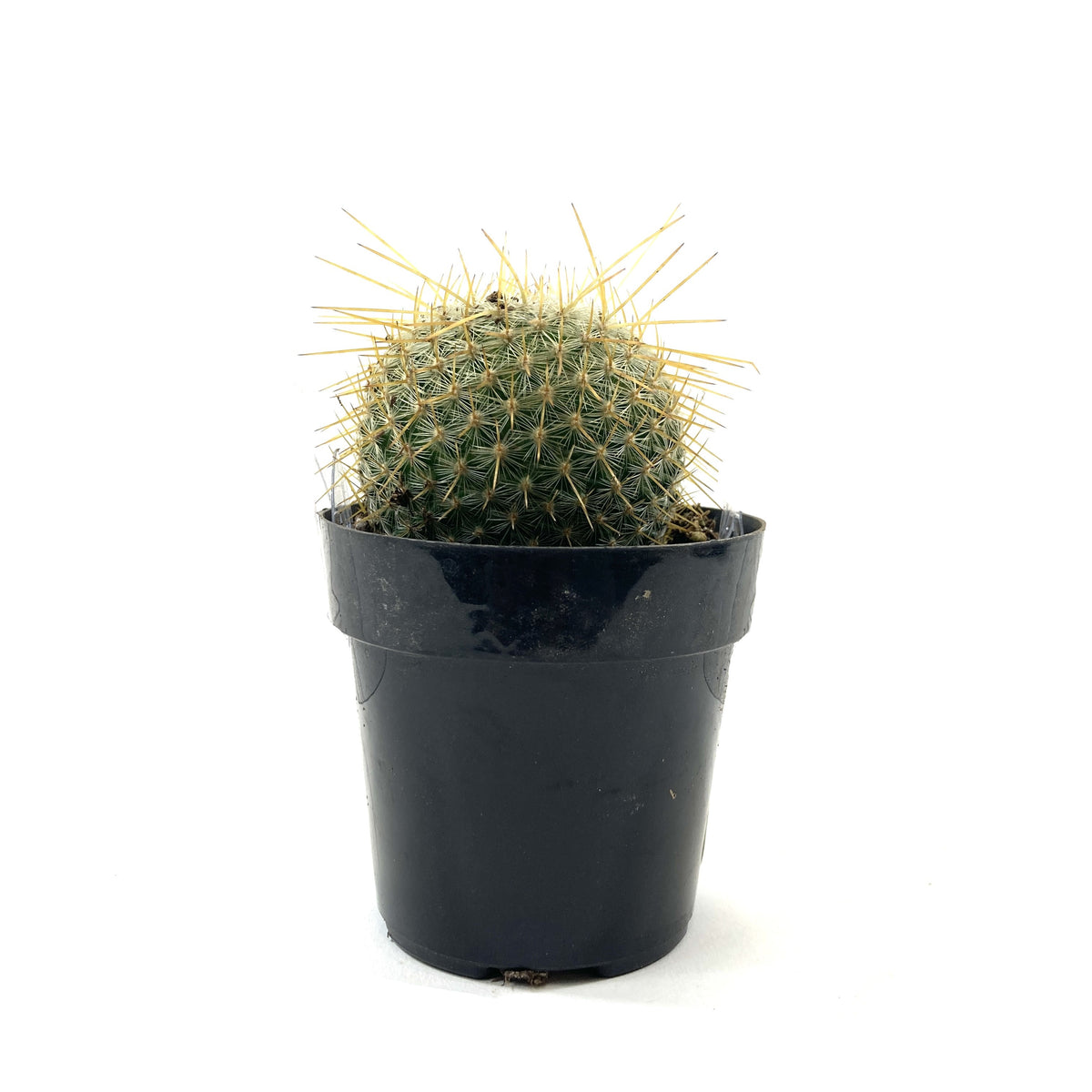 Cactus, 2.5in, Golden Pincushion - Floral Acres Greenhouse & Garden Centre