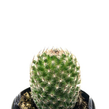 Load image into Gallery viewer, Cactus, 2.5in, Echinopsis &#39;Rose Quartz&#39; - Floral Acres Greenhouse &amp; Garden Centre
