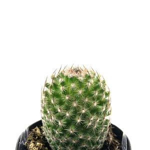 Cactus, 2.5in, Echinopsis 'Rose Quartz' - Floral Acres Greenhouse & Garden Centre