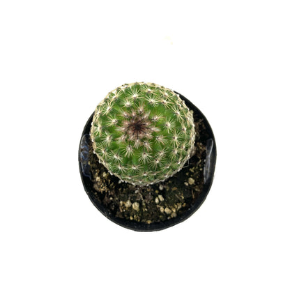 Cactus, 2.5in, Echinopsis 'Rose Quartz' - Floral Acres Greenhouse & Garden Centre