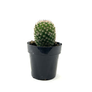 Cactus, 2.5in, Echinopsis 'Rose Quartz' - Floral Acres Greenhouse & Garden Centre