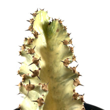 Load image into Gallery viewer, Cactus, 8in, African Golden Candelabra - Floral Acres Greenhouse &amp; Garden Centre

