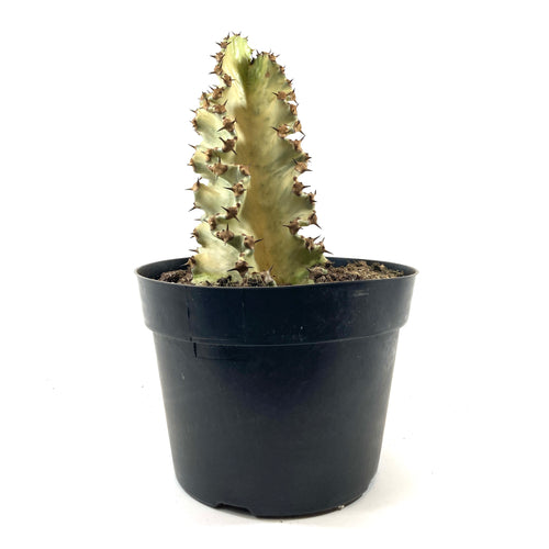 Cactus, 8in, African Golden Candelabra - Floral Acres Greenhouse & Garden Centre