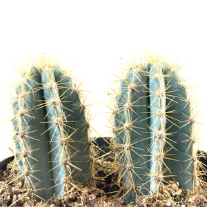 Cactus, 8in, P. azureus 'Blue Candle' - Floral Acres Greenhouse & Garden Centre