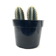 Load image into Gallery viewer, Cactus, 8in, P. azureus &#39;Blue Candle&#39; - Floral Acres Greenhouse &amp; Garden Centre
