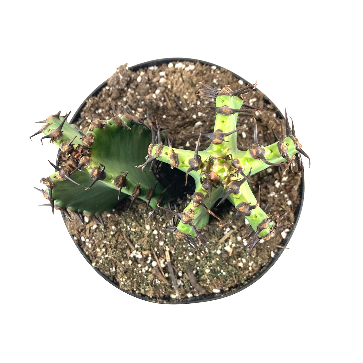 Cactus, 8in, Candelabra 'Chocolate Drop' - Floral Acres Greenhouse & Garden Centre