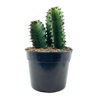 Cactus, 8in, Candelabra 'Chocolate Drop' - Floral Acres Greenhouse & Garden Centre