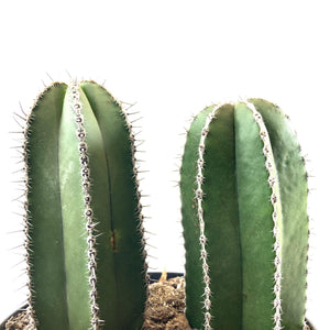Cactus, 8in, Mexican Fence Post - Floral Acres Greenhouse & Garden Centre