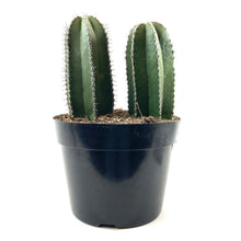 Load image into Gallery viewer, Cactus, 8in, Mexican Fence Post - Floral Acres Greenhouse &amp; Garden Centre
