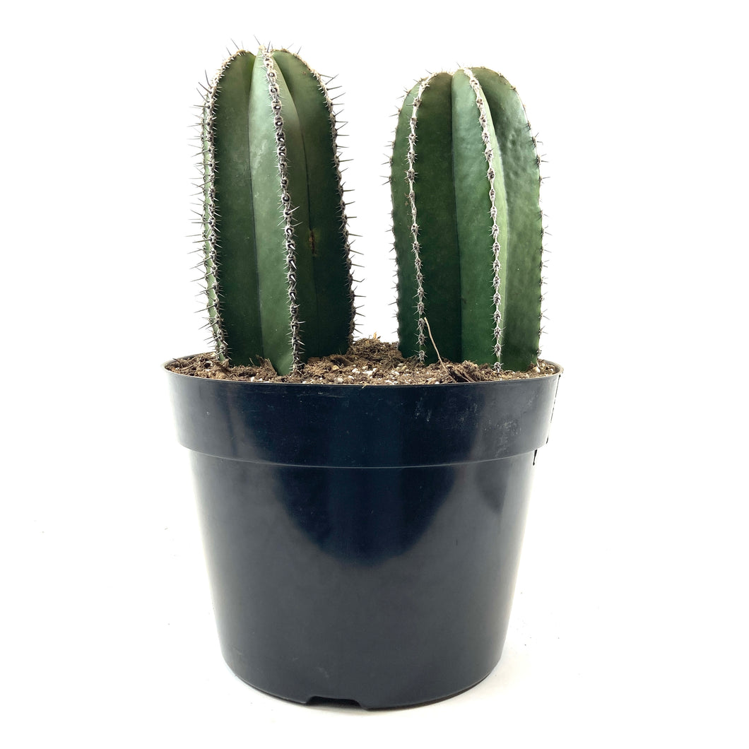 Cactus, 8in, Mexican Fence Post - Floral Acres Greenhouse & Garden Centre