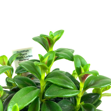 Goldfish Plant, 4in Marlene - Floral Acres Greenhouse & Garden Centre