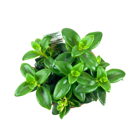 Goldfish Plant, 4in Marlene - Floral Acres Greenhouse & Garden Centre