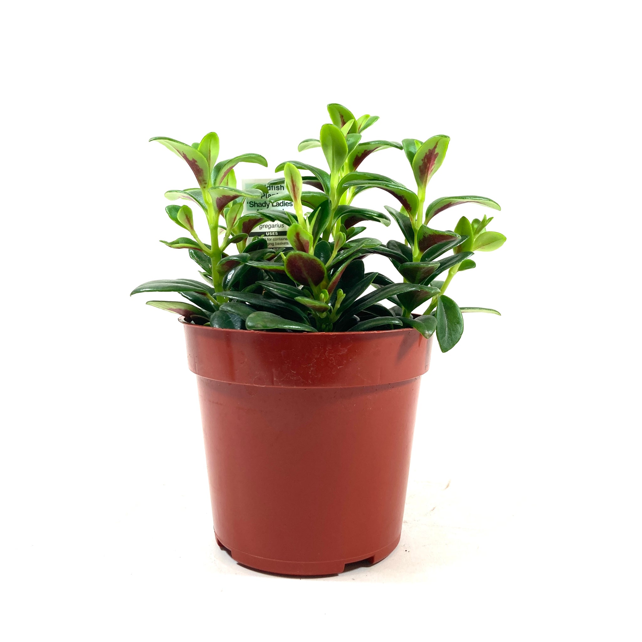 Goldfish Plant, 4in, Marlene – Floral Acres Greenhouse & Garden Centre