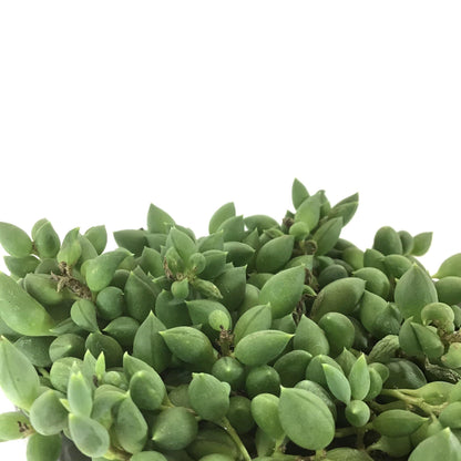 String of Beans, 4in, Senecio radicans - Floral Acres Greenhouse & Garden Centre