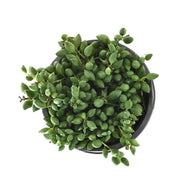 String of Beans, 4in, Senecio radicans - Floral Acres Greenhouse & Garden Centre