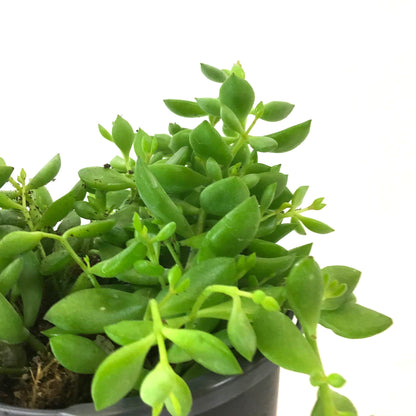 Cliff Cotyledon, 4in - Floral Acres Greenhouse & Garden Centre