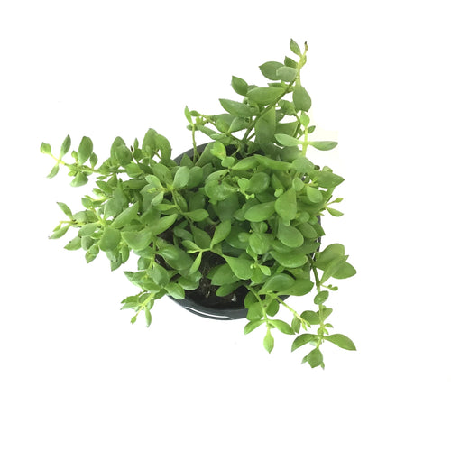 Cliff Cotyledon, 4in - Floral Acres Greenhouse & Garden Centre