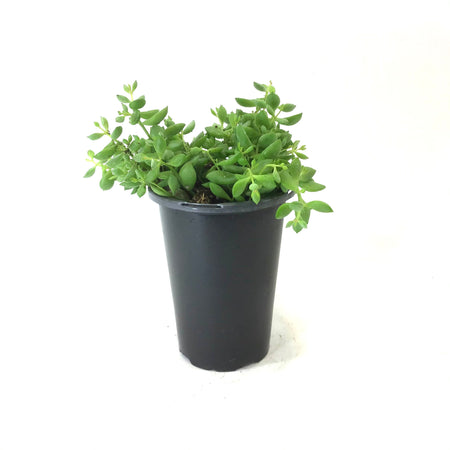 Cliff Cotyledon, 4in - Floral Acres Greenhouse & Garden Centre