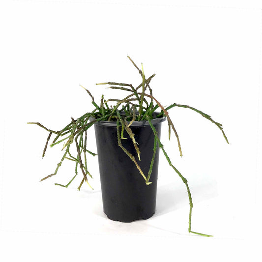 Bundle of Sticks, 4in, Cynanchum marnierianum - Floral Acres Greenhouse & Garden Centre