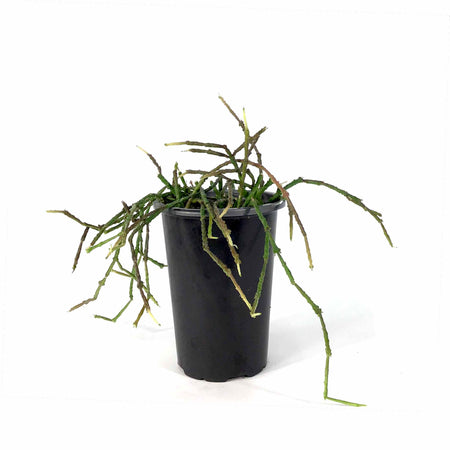 Bundle of Sticks, 4in, Cynanchum marnierianum - Floral Acres Greenhouse & Garden Centre