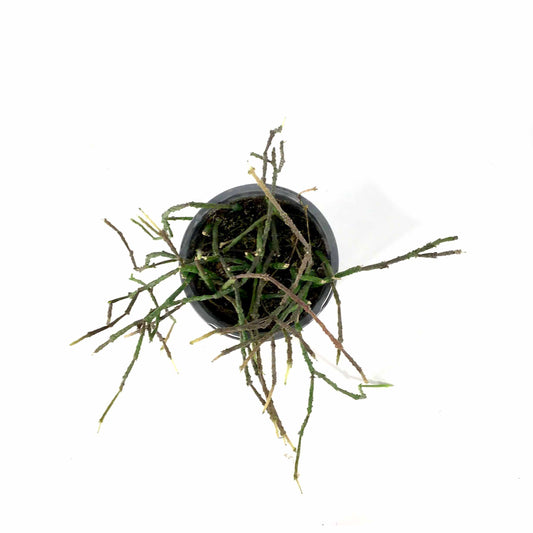 Bundle of Sticks, 4in, Cynanchum marnierianum - Floral Acres Greenhouse & Garden Centre